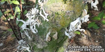 Cogumelo raro encontrado na Mata