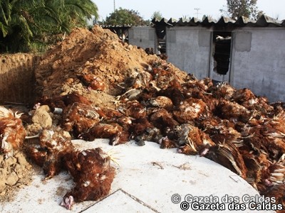 28 mil galinhas poedeiras morreram em incêndio na Fanadia Galinhas