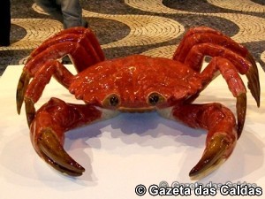 carangeuejo notícias das Caldas