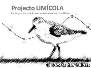 Projecto Limicola notícias das Caldas