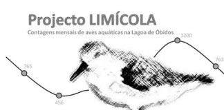 Que aves se encontram na Lagoa de Óbidos? notícias das Caldas