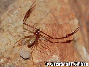 Titanobochica magna notícias das Caldas