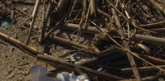 Fotografias de Stefano Urani na Casa Bernardo notícias das Caldas