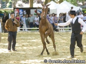 Oeste Lusitano notícias das Caldas