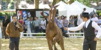 Oeste Lusitano atraiu milhares ao Parque D. Carlos I notícias das Caldas