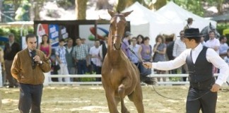 notícias das Caldas