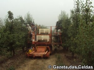 pêra Rocha notícias das Caldas