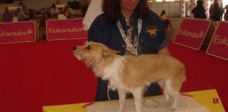 Cães lusitanos brilham na Expoeste notícias das Caldas