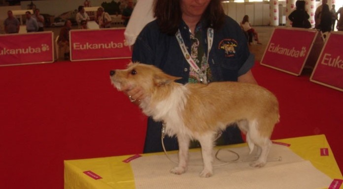 Cães lusitanos brilham na Expoeste notícias das Caldas