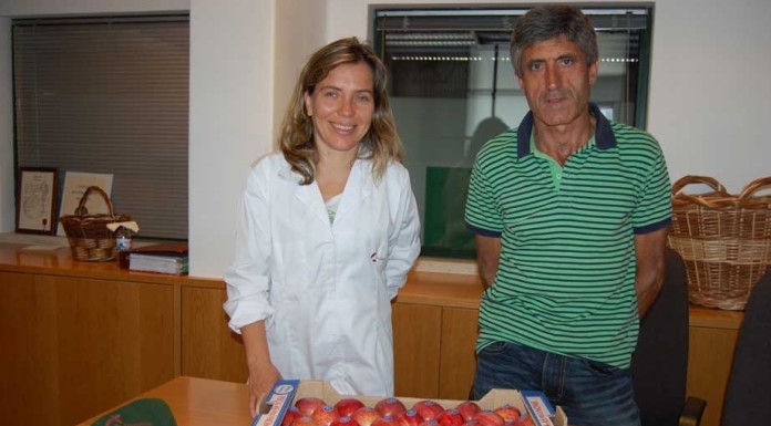Frutalvor é a grande referência da maçã de Alcobaça no concelho das Caldas da Rainha notícias das Caldas