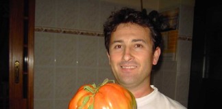 Tomate gigante em Sta. Catarina notícias das Caldas