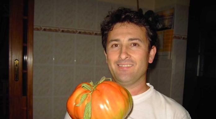 Tomate gigante em Sta. Catarina notícias das Caldas