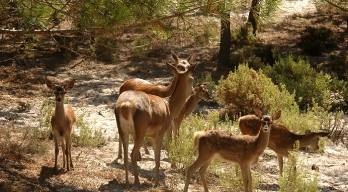 Uma caminhada para observar veados na Nazaré