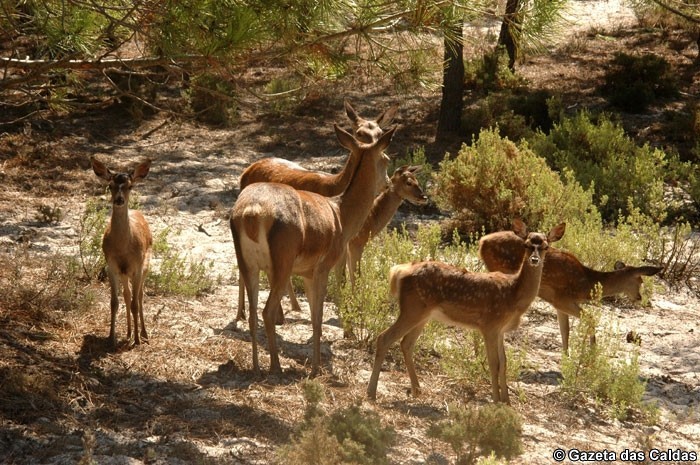 Uma caminhada para observar veados na Nazaré