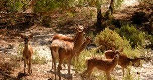 Veados da Nazaré são atracção turística da Soltrópico