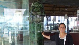 Falo que deu polémica em Aveiro está em exposição nas Caldas