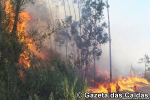 fogos florestais notícias das Caldas