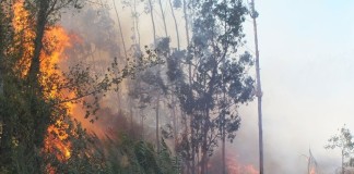Dos fogos florestais típicos de um dia de Verão para um temporal em poucas horas notícias das Caldas