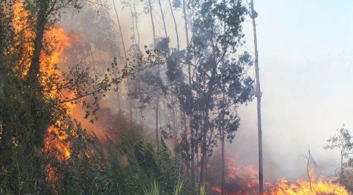 Dos fogos florestais típicos de um dia de Verão para um temporal em poucas horas notícias das Caldas