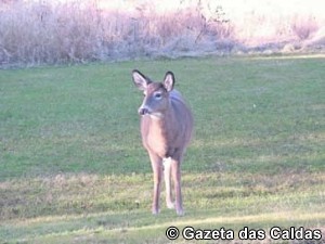 Ilha Charron notícias das Caldas