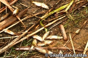 peixes notícias das Caldas