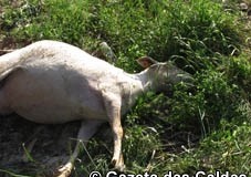 Rebanho incomoda moradores na Amoreira notícias das Caldas