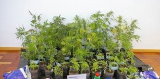 OCORRÊNCIAS POLICIAIS – Tinha 63 plantas de cannabis no sótão