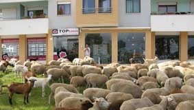 Trabalho camarário feito por pastores