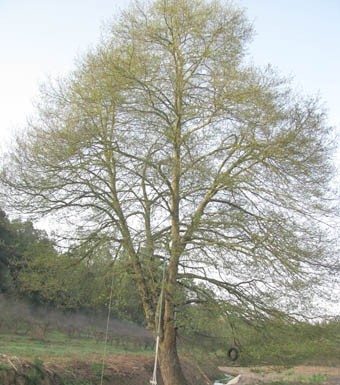 Amieiro do Patalugo está em processo de classificação