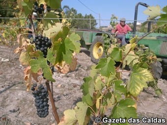 O vinho no mundo e em Portugal