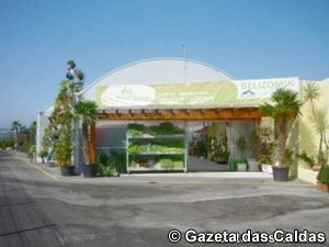 AE-VC-ViveirosAlfeizerao 399