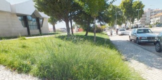 Câmara quer gerir a Mata e o Parque mas mantém espaços verdes desleixados