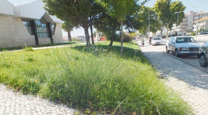 Câmara quer gerir a Mata e o Parque mas mantém espaços verdes desleixados