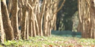 Mais associações caldenses querem Mata como monumento nacional