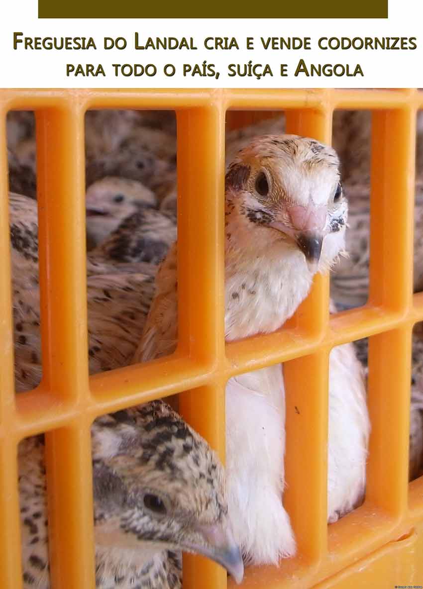 Freguesia do Landal cria e vende codornizes para todo o país, Suíça e Angola