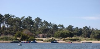 Lagoa de Óbidos: PATO convida voluntários a cortar erva-das-pampas Notícias das Caldas