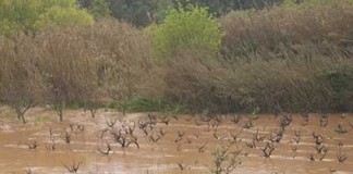 Tentaram fazer pagamento com nota falsa de 50 euros Notícias das Caldas