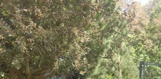 Notícias das Caldas