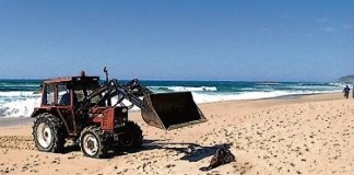 Um golfinho malcheiroso no areal da Foz do Arelho Notícias das Caldas