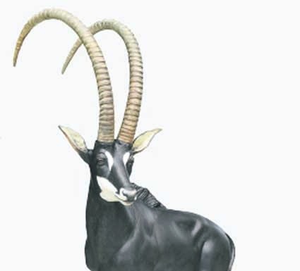 Braz Gil Studio apresenta “palanca negra gigante ” no próximo sábado