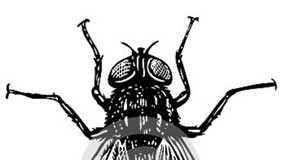 Surto de moscas em Óbidos obriga a intervenção das autoridades