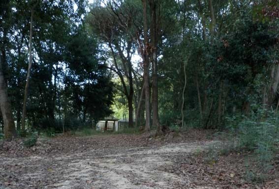 O cinzeiro da Mata Rainha D. Leonor