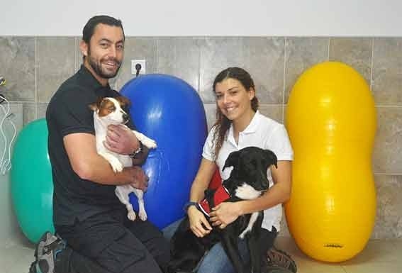 Reabilitação física de animais domésticos na Rehabvet