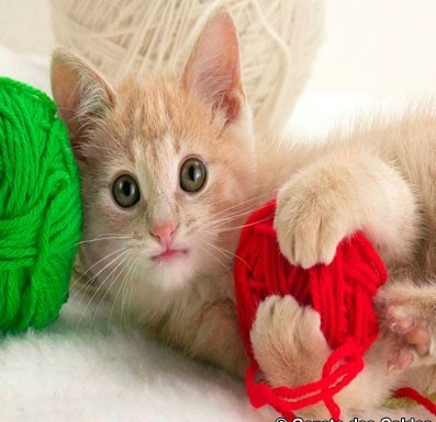 Como receber o seu gato em casa