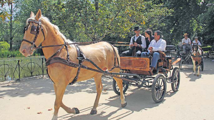 Perdidos, Achados & para Adopção