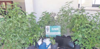 Casal detido na Benedita por suspeita de tráfico de droga