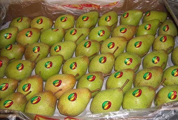 Apanha da fruta atrasada uma semana no Oeste