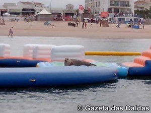 FocaSaoMartinhoPorto