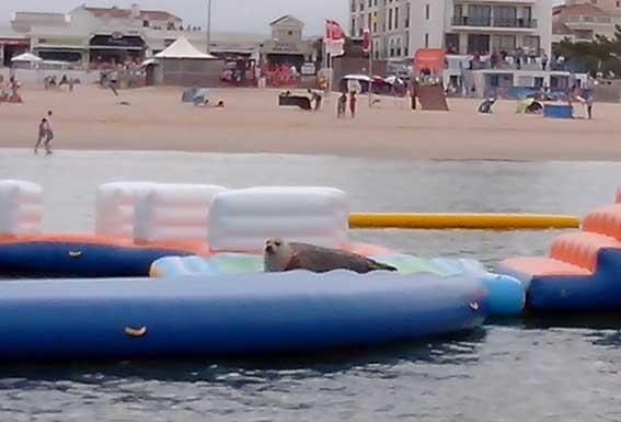 Foca é nova atracção em São Martinho do Porto