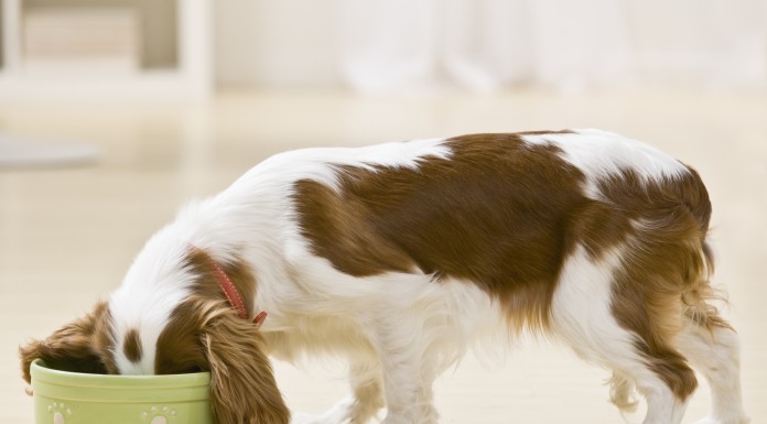 A importância dos horários das refeições nos cães